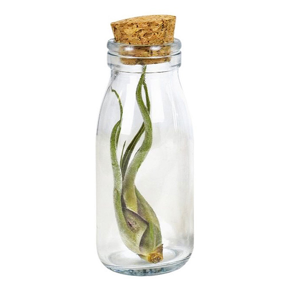 Airplants bottle